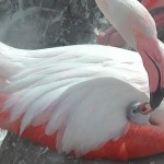 Webcam sui Fenicotteri rosa del Parco Monlentargius