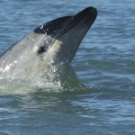 Moko, il delfino coraggioso