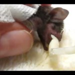 Pipistrello baby orfano allevato “a mano” [Video ]