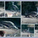 Webcam sugli animali della Mashatu Game Reserve