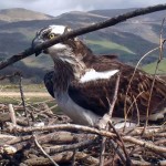 Webcam su un nido di falchi pescatori nel Galles