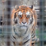 Tragedia annunciata dalle associazioni: sbranato da una tigre al Parco Martinat