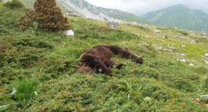 orso stefano