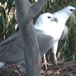 Webcam su un nido di aquile pescatrici panciabianca a Sidney