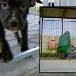 ACTION! Stop alla soppressione dei cani in Danimarca