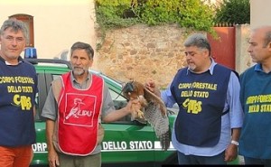 L'aquilotto del Bonelli prima del rilascio (foto Cites)
