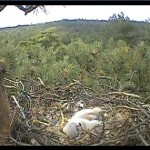 Webcam su un nido di falchi lodolai in Inghilterra