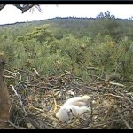 Webcam su un nido di falchi lodolai in Inghilterra