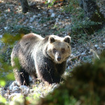 Una taglia di duemila euro per l’assassino dell’orso Stefano