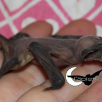 Il primo allattamento di un pipistrello [Video-tutorial]
