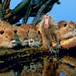 Le verità sulla nutria (di Samuele Venturini)