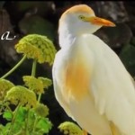 L’airone guardabuoi Greta [Video ]