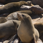ACTION! Petizione per le foche massacrate in Namibia