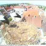 Webcam su un nido di cicogne in Baviera