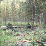 Webcam in un bosco con tanti animali in Estonia