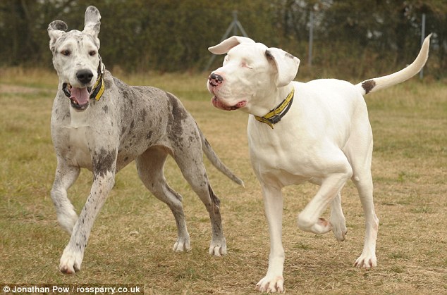 lily and maddison great danes video lily and maddison great danes video