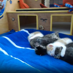 Webcam su gattini. Second Chance Rescue Kitten Cam