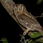 Assiolo, Common Scops Owl (Otus scops) [Video]