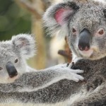 ACTION! Petizione per i koala uccisi dalle macchine disboscatrici