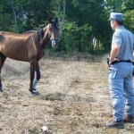 Sequestrato allevamento illegale di cavalli destinati al macello