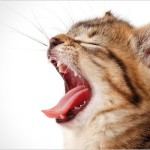 La gengivostomatite nel gatto
