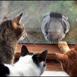 Opuscolo “Gatti e uccelli”. La guida per una serena convivenza