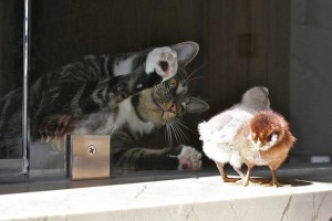 gatti e uccelli