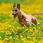 Fiori di Bach: un rimedio naturale anche per gli animali