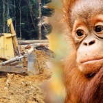 ACTION! Firma per gli animali del Parco Tanjung Puting