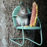 Squirrelgardening!