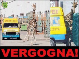 La giraffa scappata dal circo di Rinaldo Orfeimorta dopo l’inseguimento e la cattura