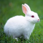 Peta: “Boicottare i prodotti d’angora”