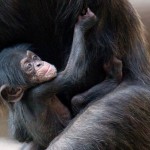 L’abbraccio di mamma scimpanzè [Video]