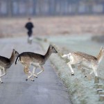 Life Strade: un radar per gli animali in strada