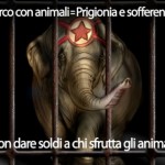 Circo con animali, spiega a tutti cos’è. I materiali