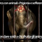 Circo con animali, spiega a tutti cos’è. I materiali