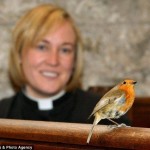 Un pettirosso nel coro della chiesa