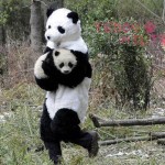 Travestiti da panda per donare la libertà [Video]