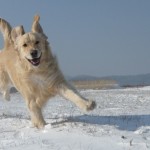 Come proteggere Fido dal freddo