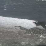 Webcam sui pinguini dell’Antartico (Penguincam)