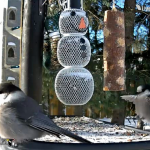 Webcam su una mangiatoia per uccelli in Ontario, Canada