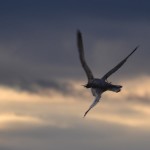 Falco pellegrino preda un gabbiano. [Fotosequenza]