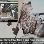 Webcam su un nido di gufi della Virginia a Oklahoma City