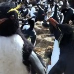 Il pinguino traditore [Video]
