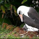 Webcam su un nido di Albatross di Laysan