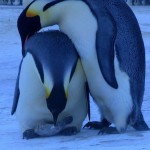 Il lutto dei pinguini per la morte del loro pulcino [Video]