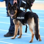 Adotta un cane poliziotto in pensione