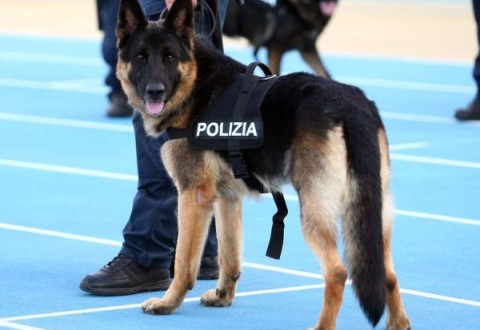 Adotta Un Cane Poliziotto In Pensione Youanimalit