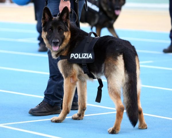 Risultati immagini per cane poliziotto