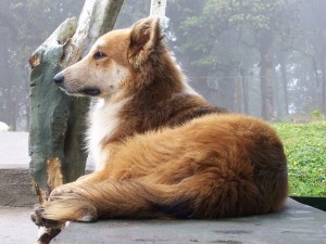 Lui aspetta te, adotta un cane anziano!
